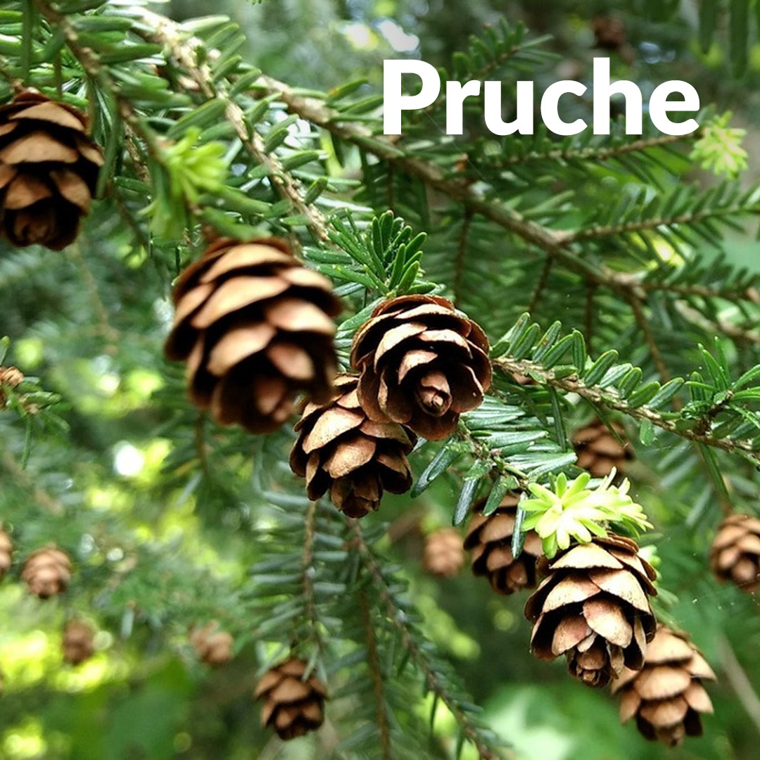Pruche