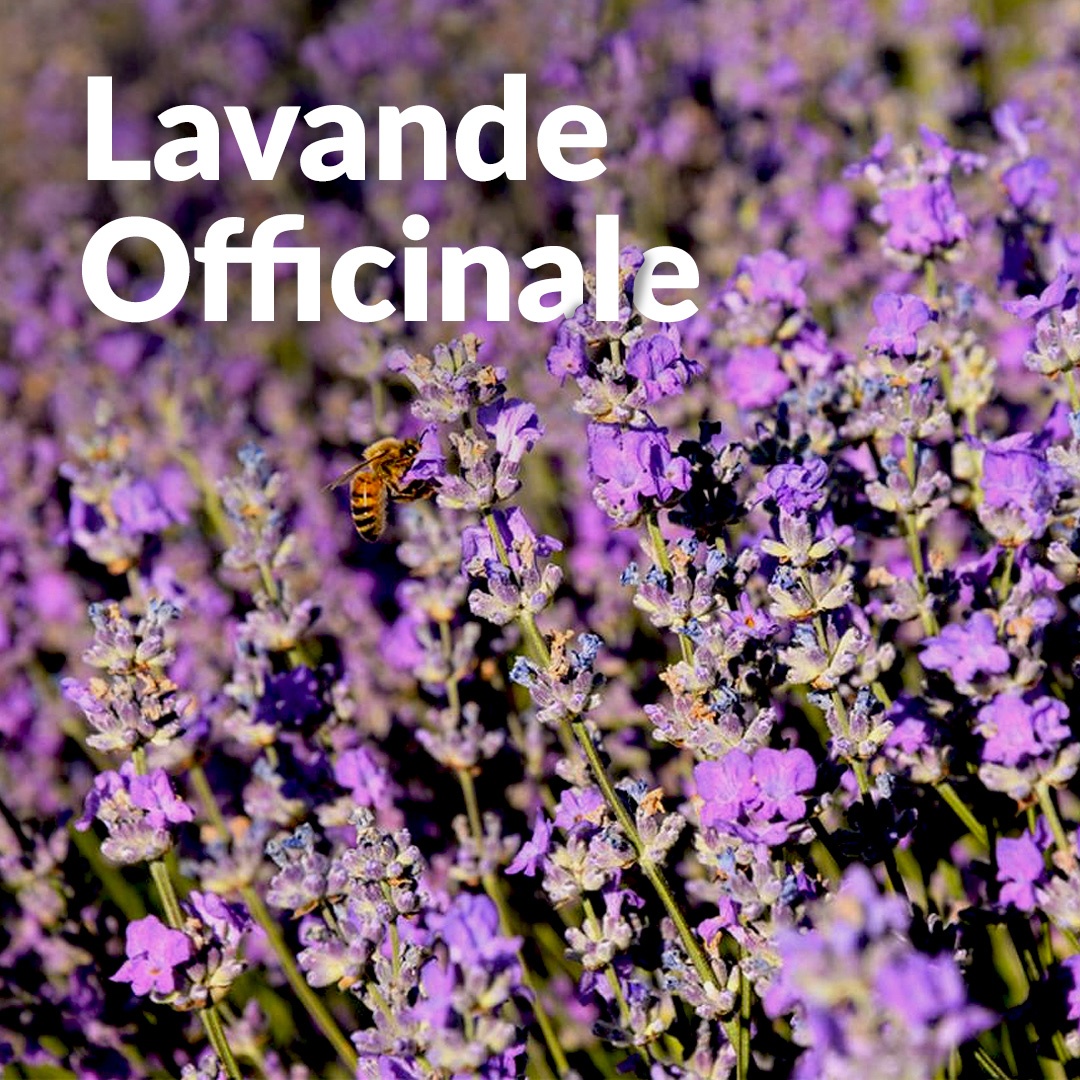 Lavendel officinale angustifolia aus Tarn