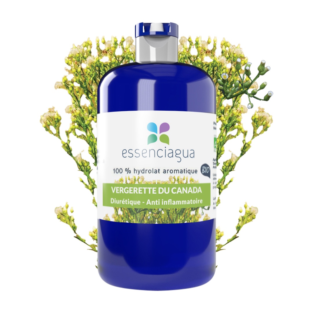 Hydrolat aus kanadischer Eberraute 100% biologisch und handwerklich hergestellt