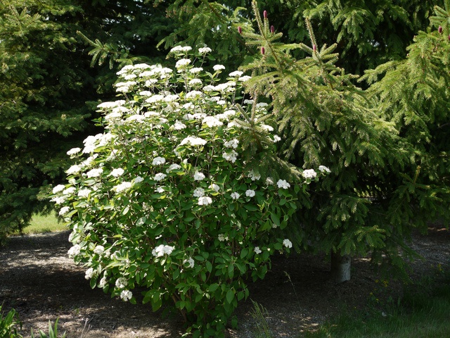 Lantana-Horne (Knospe) — photo 3