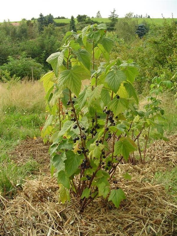 Schwarze Johannisbeere aus Burgund — photo 2