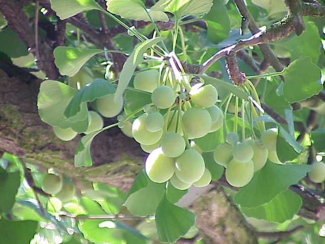 Ginkgo (Knospe) — photo 2