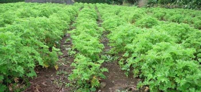 Geranium Typ Bourbon — photo 3