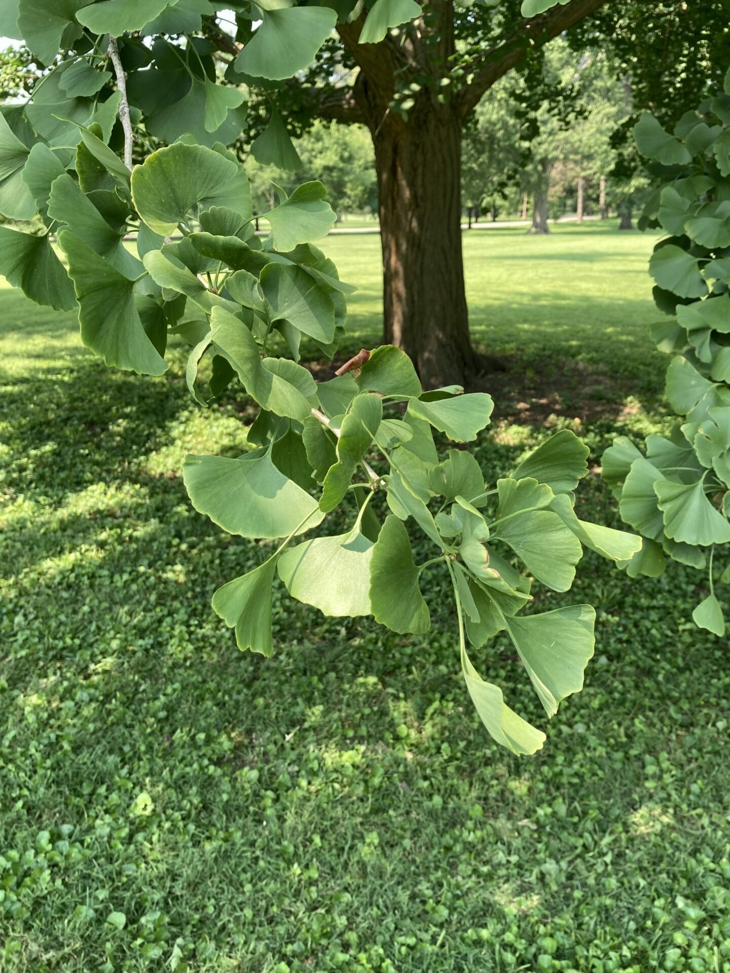 Ginkgo (Knospe) — photo 3