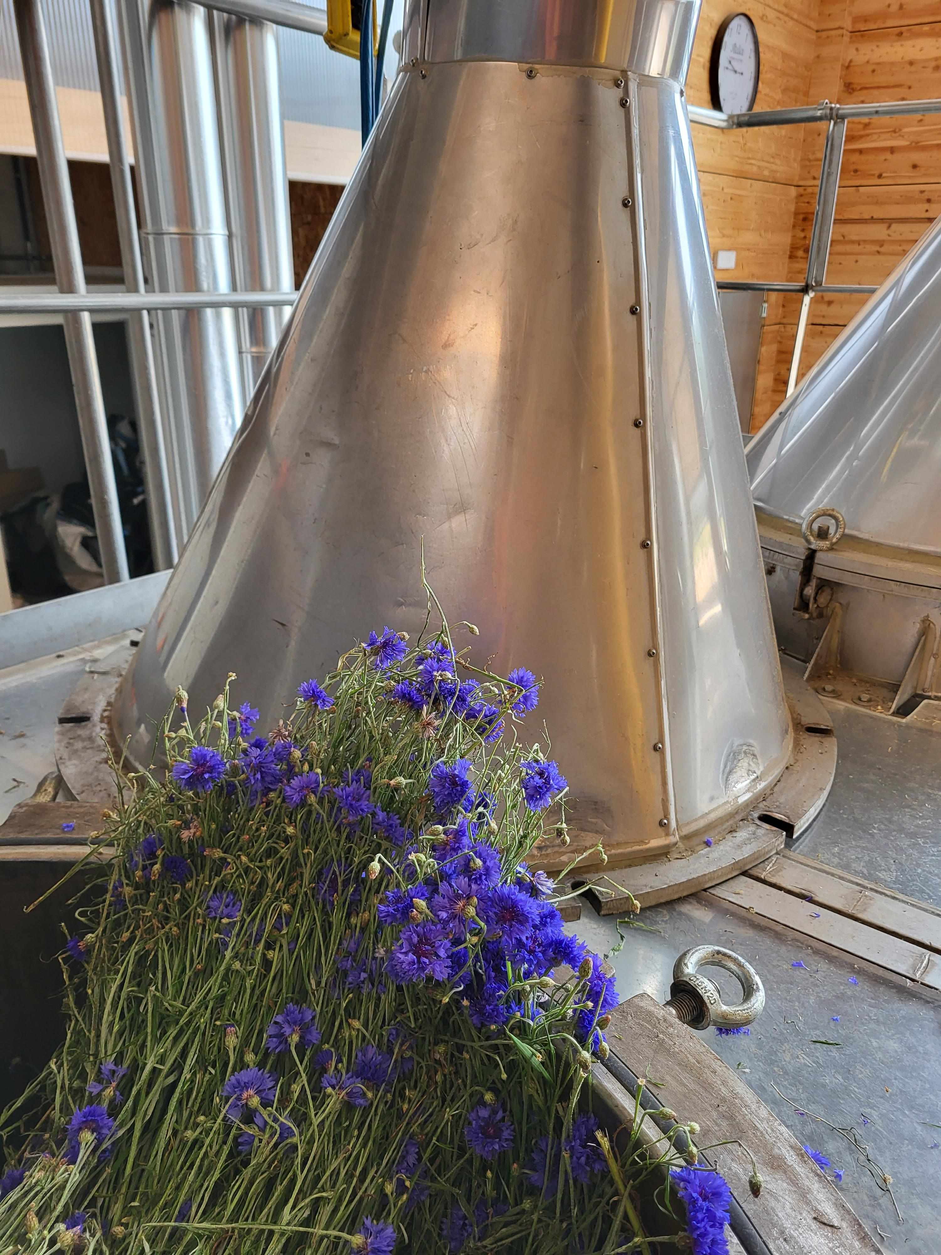 Decouvrez la distillation Kornblumenhydrolat 100% Bio und handwerklich hergestellt