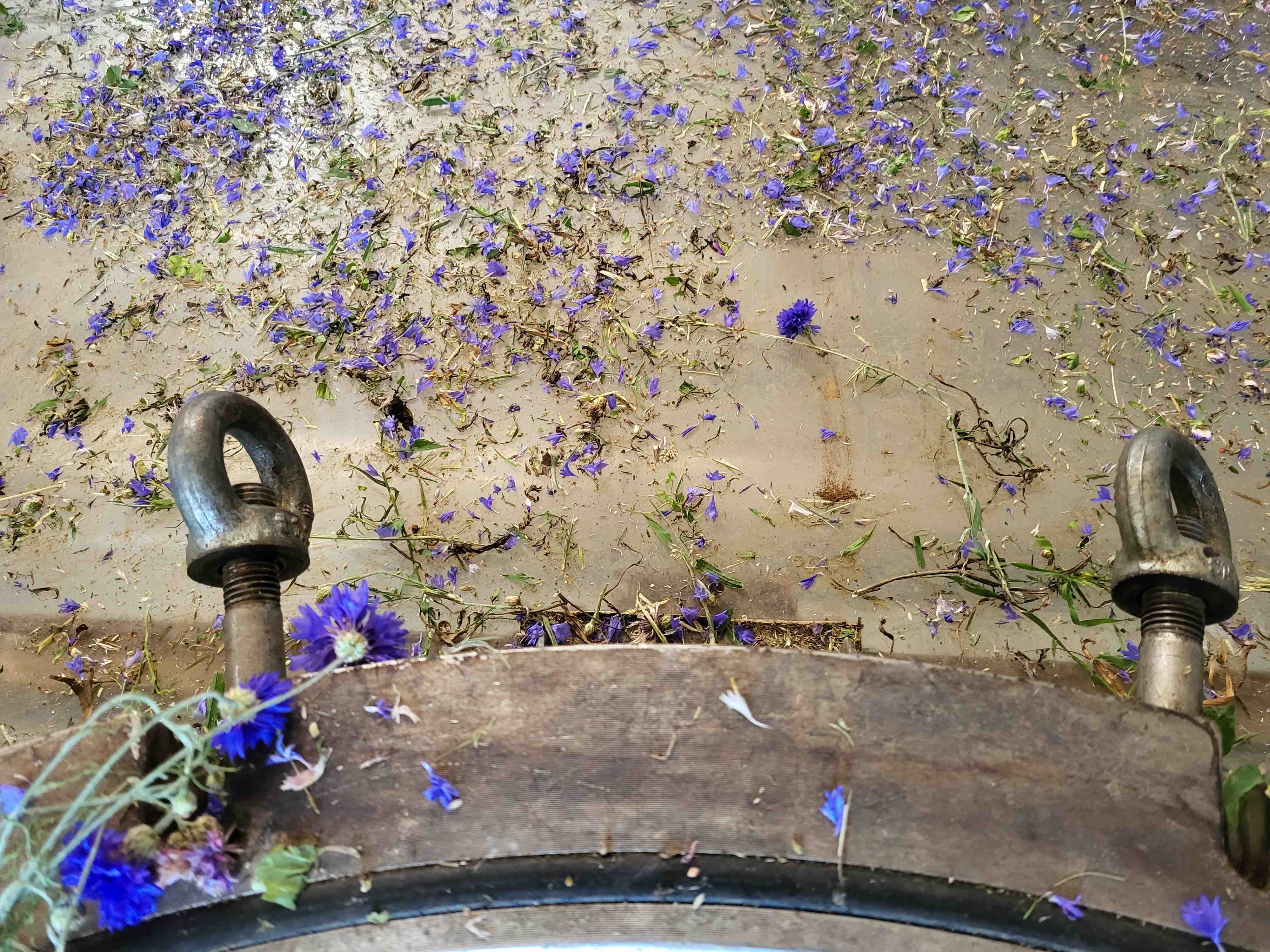 Decouvrez la distillation Kornblumenhydrolat 100% Bio und handwerklich hergestellt