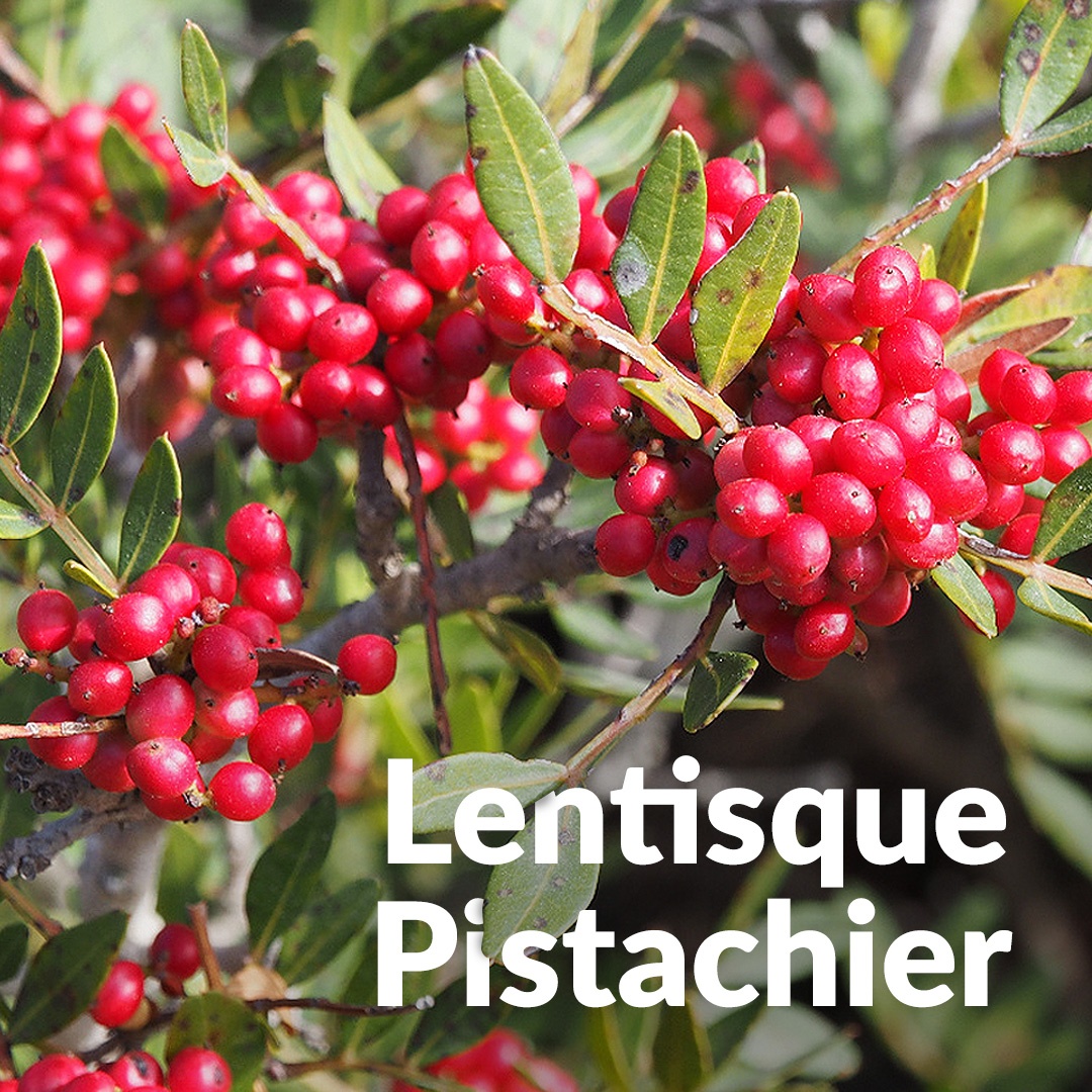 Pistazien-Lentiske