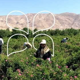 Unser Rosenproduzent im Iran