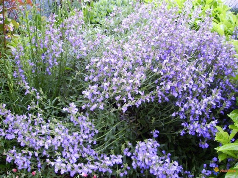 Echter Salbei — photo 2