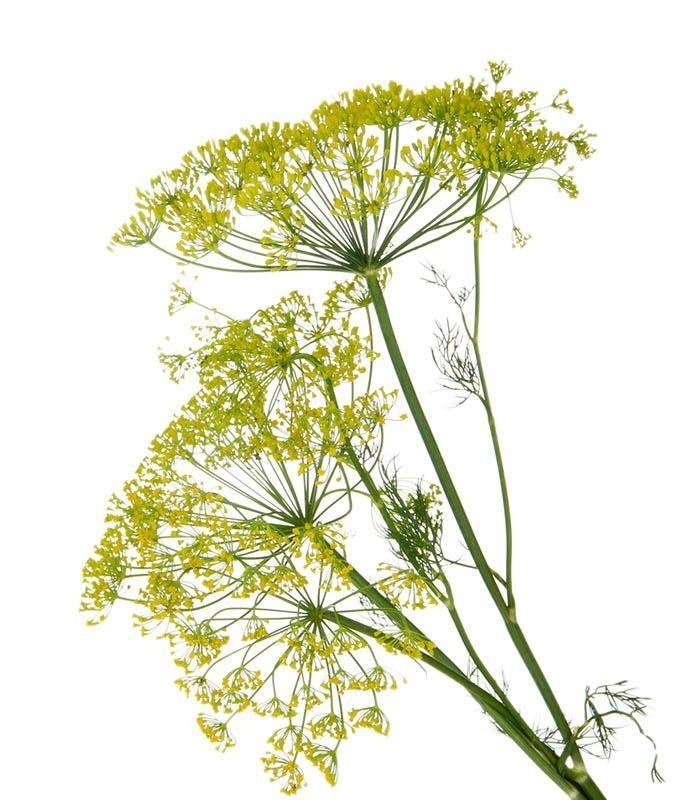 Dill aus Burgund — photo 3