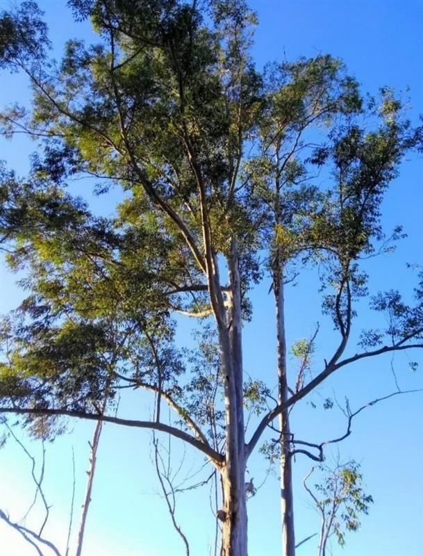 Zitronen-Eukalyptus — photo 2