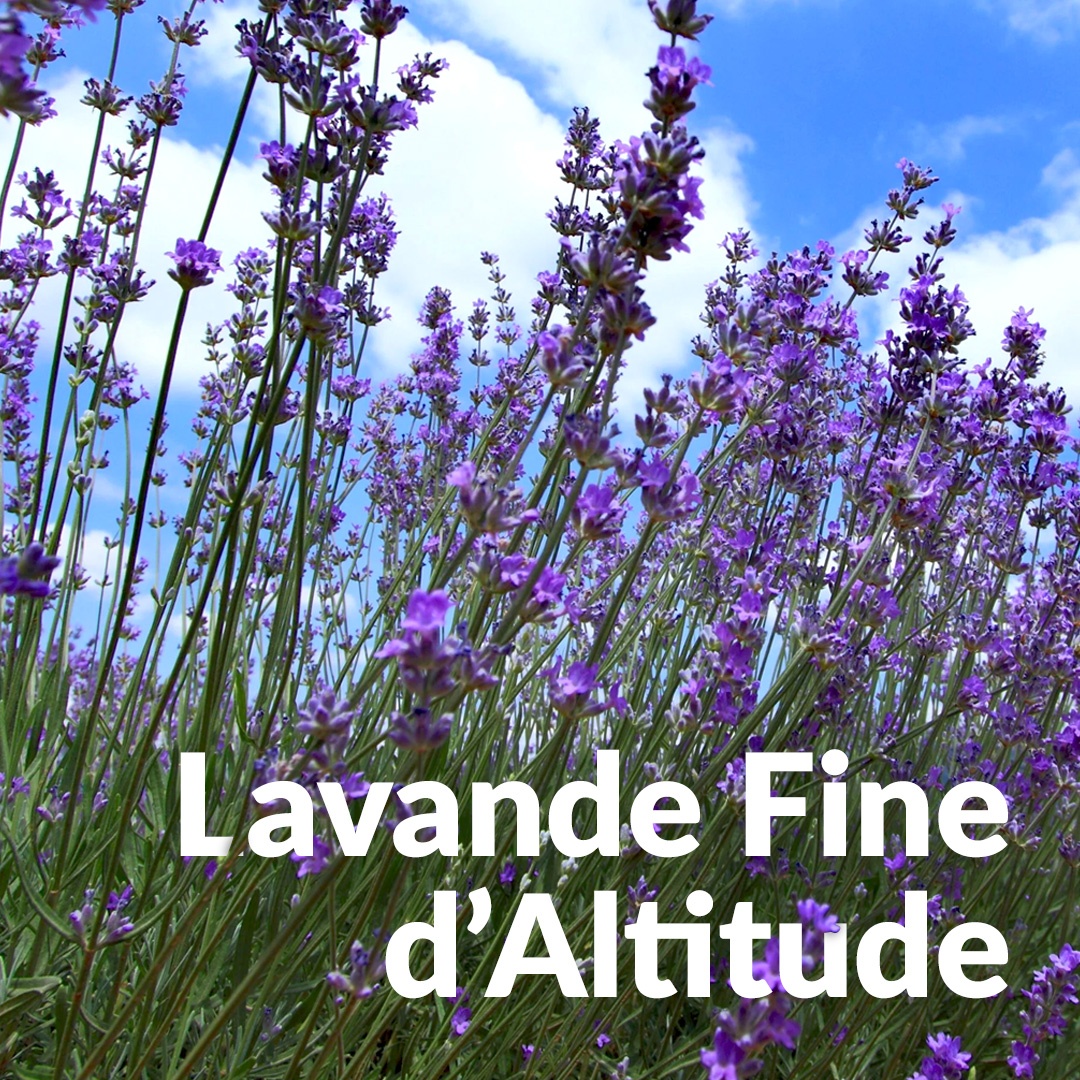 Feiner Lavendel aus der Höhe