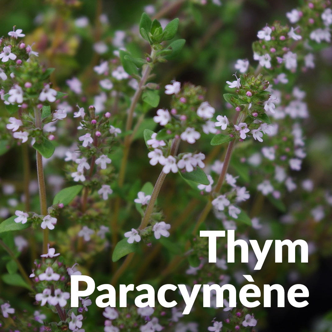 Thymian Paracymen
