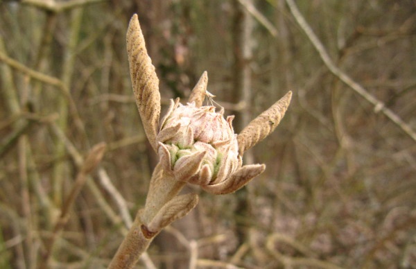 Lantana-Horne (Knospe) — photo 2