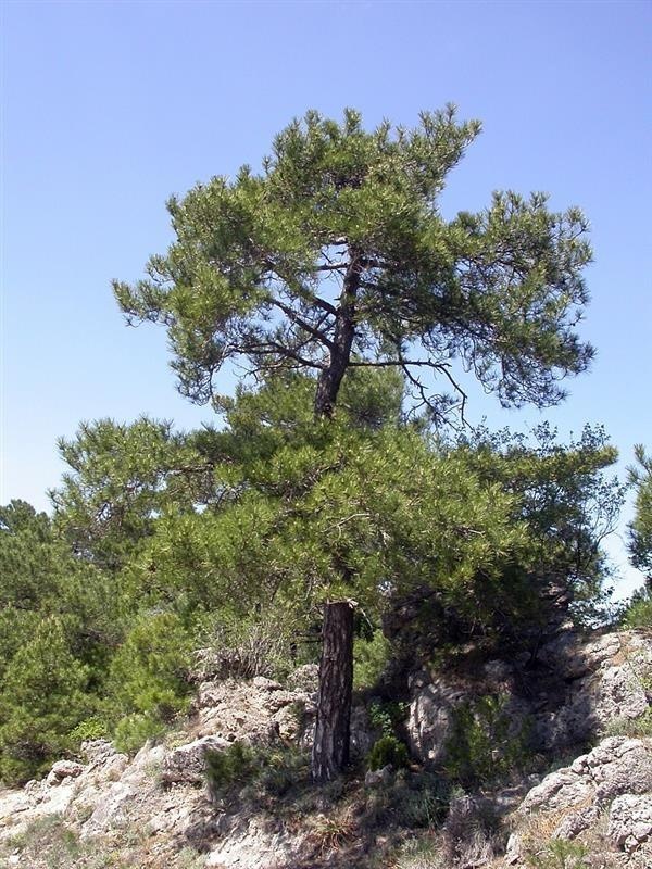 Larichio-Kiefer — photo 3