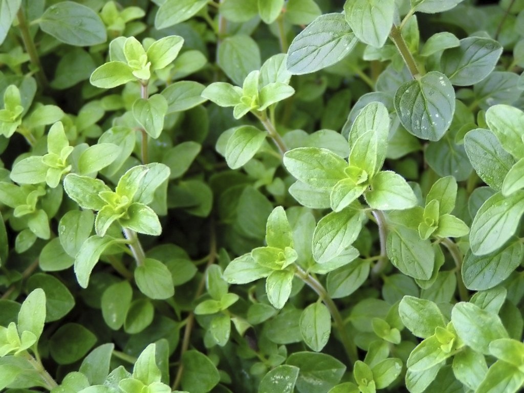 Oregano — photo 2