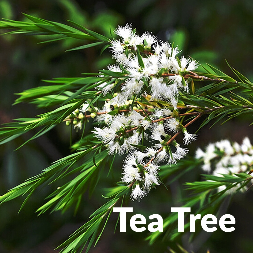 Teebaum
