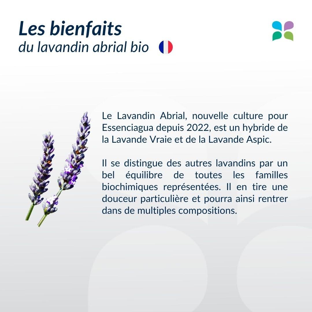Der Lavandin abrial vs. Der feine Lavendel aus den Causses