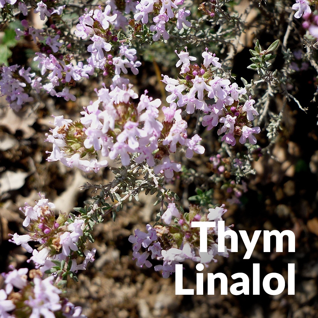 Thymian Linalool