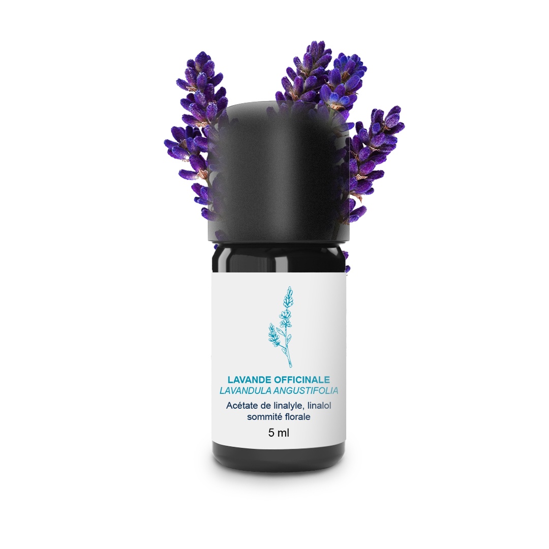 Ätherisches Öl aus Lavendel officinale 100% Bio und handwerklich hergestellt
