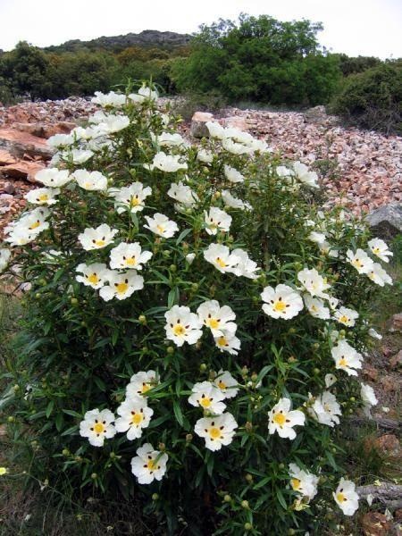 Andalusische Zistrose — photo 2