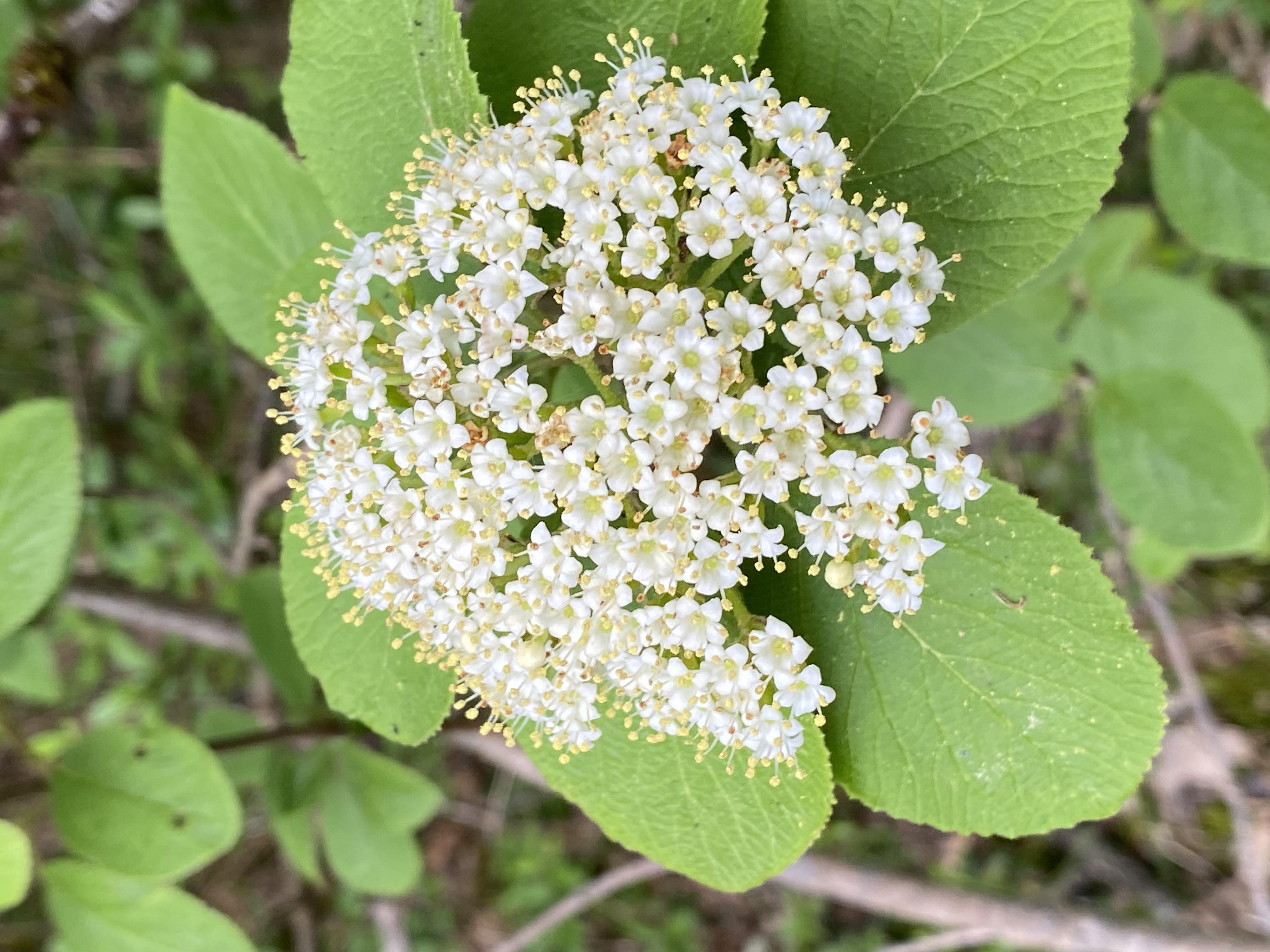Decouvrez la distillation Biologisches Knospenmazerat Lantana-Horne 100% Bio und Handgemacht