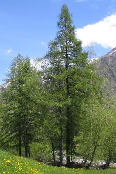 Lärche — photo 3