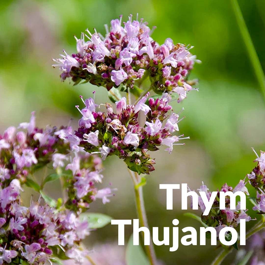 Wilder Thujanol-Thymian