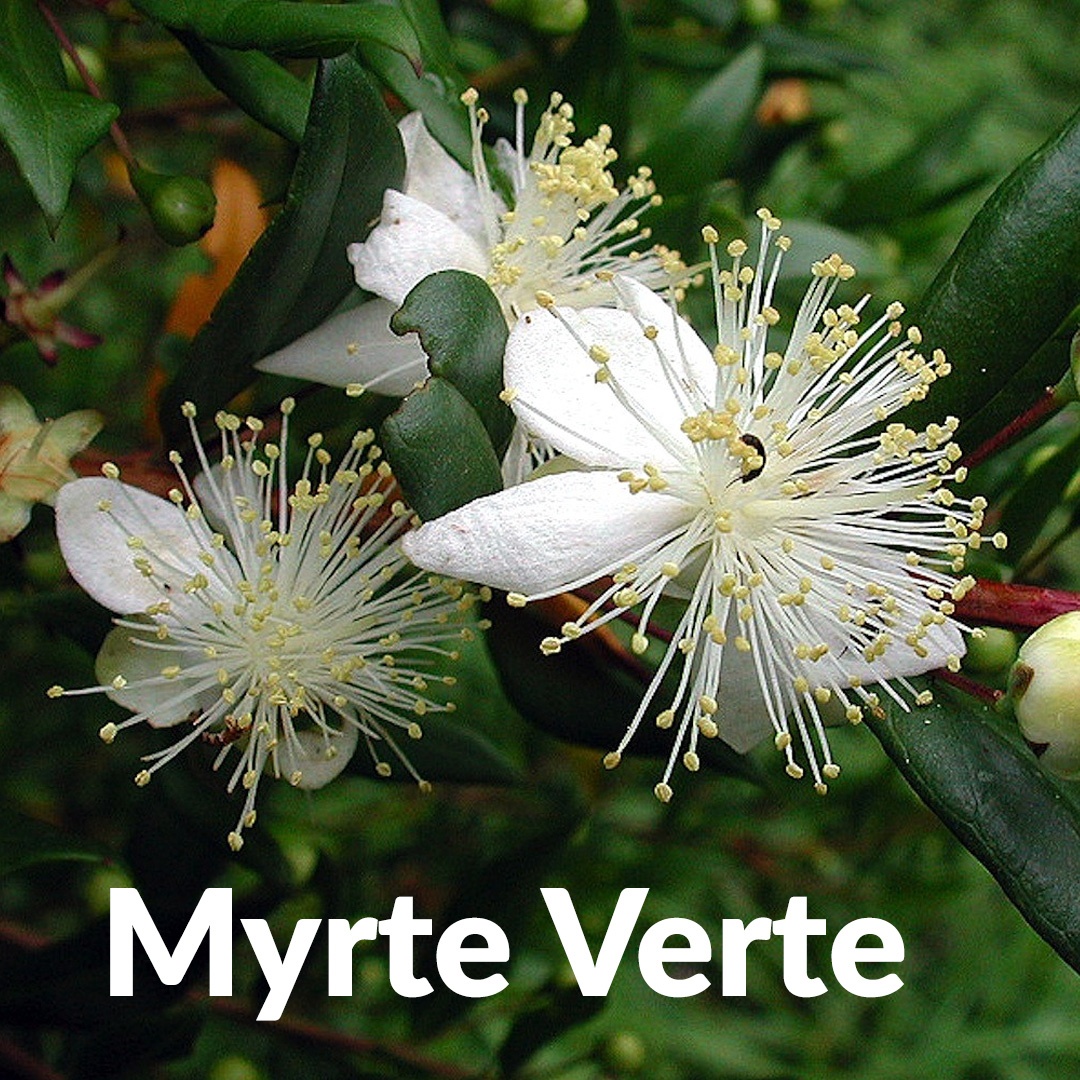 Grüne Myrte