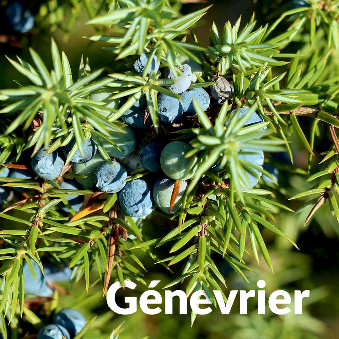 Gemeiner Wacholder aus Quercy