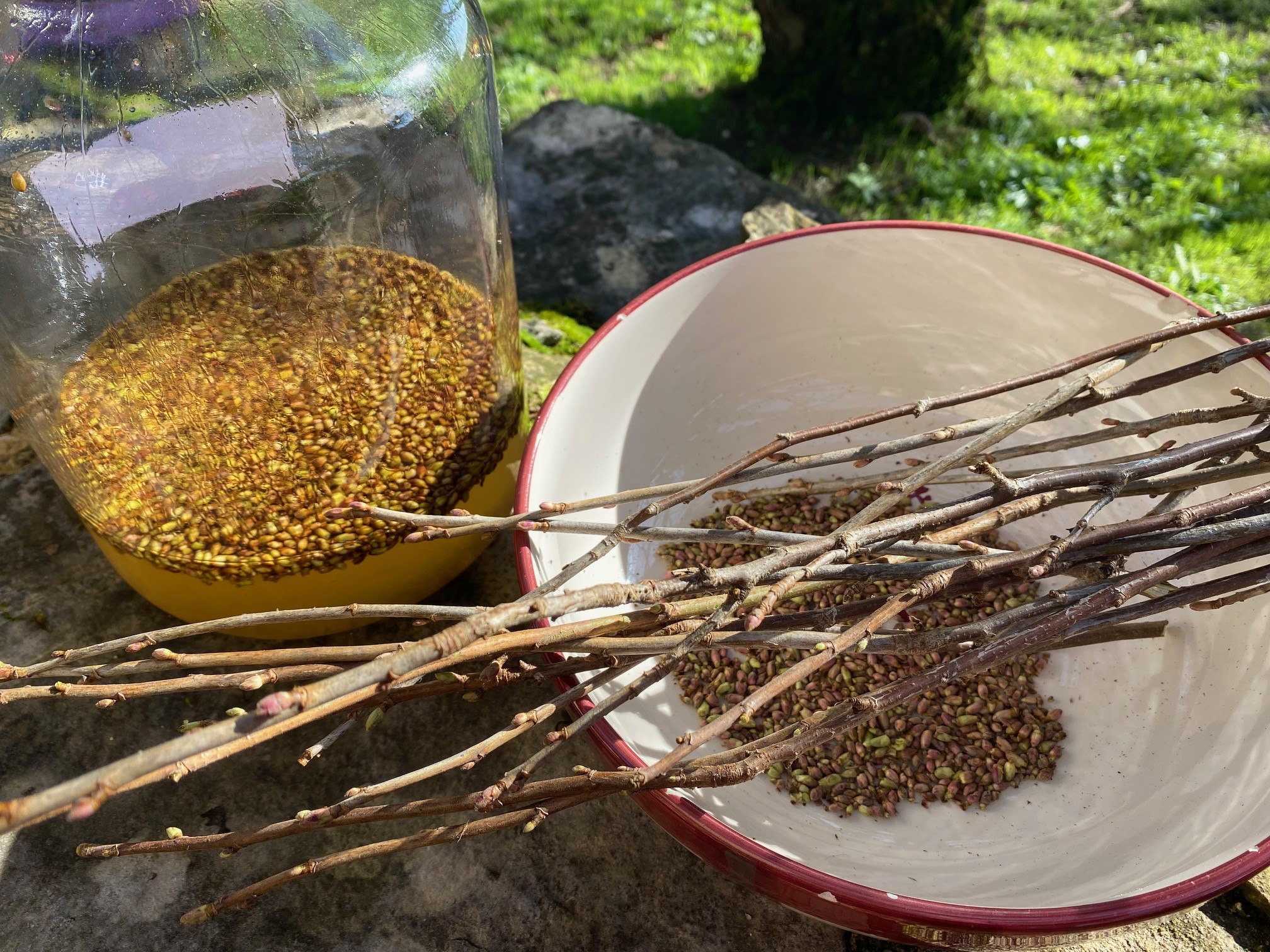 Decouvrez la distillation Schwarze Johannisbeere bio Knospenmazerat 100% Bio und Handgemacht