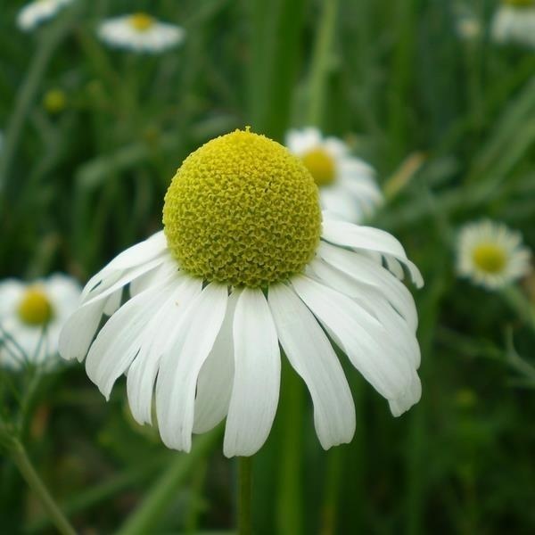 Matricaria Deutsche Kamille — photo 3