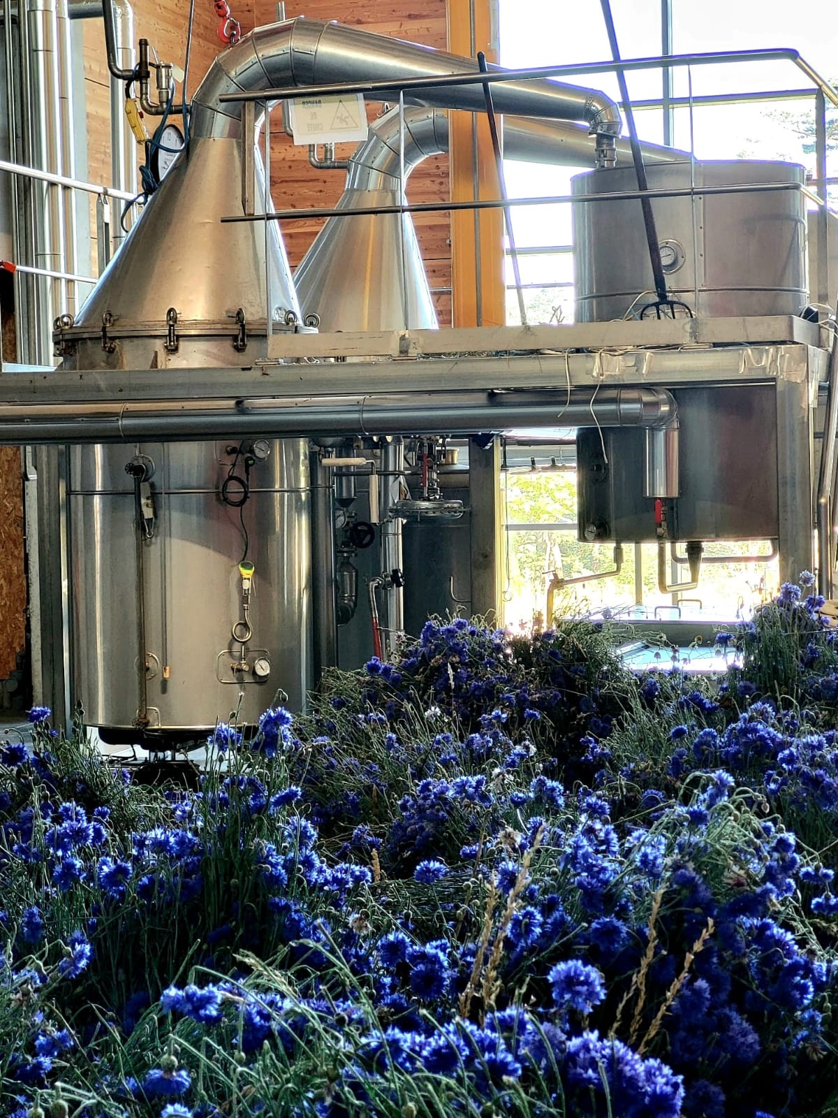 Decouvrez la distillation Kornblumenhydrolat 100% Bio und handwerklich hergestellt