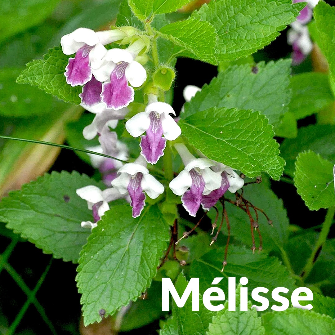 Melisse