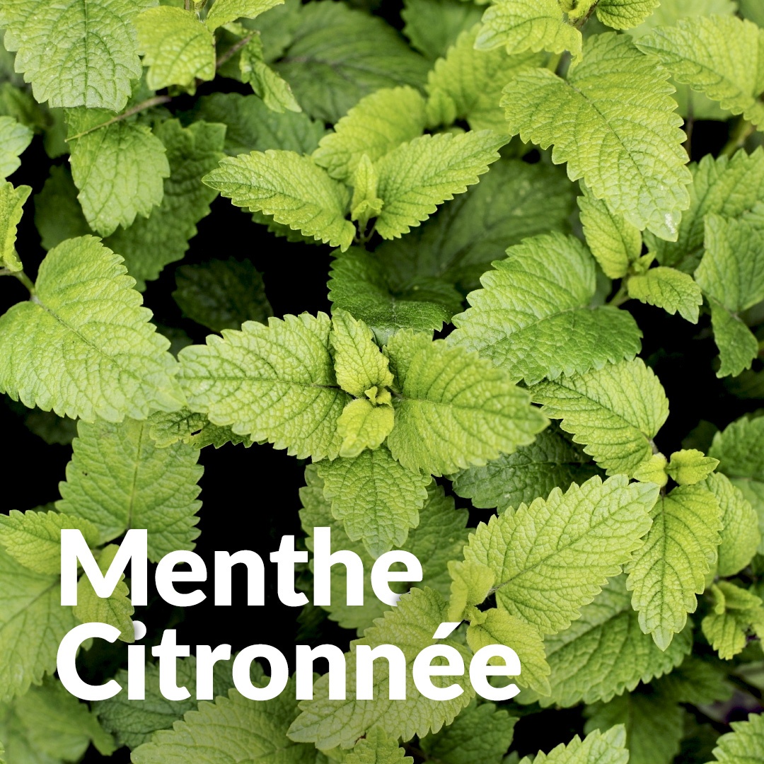 Zitronenminze