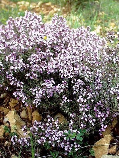 Thymian Linalool — photo 3
