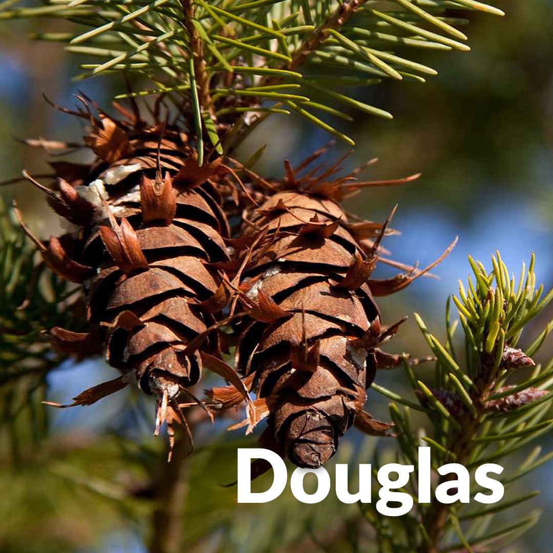 Douglasie