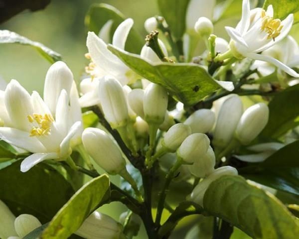 Neroli - Orangenblüte — photo 3