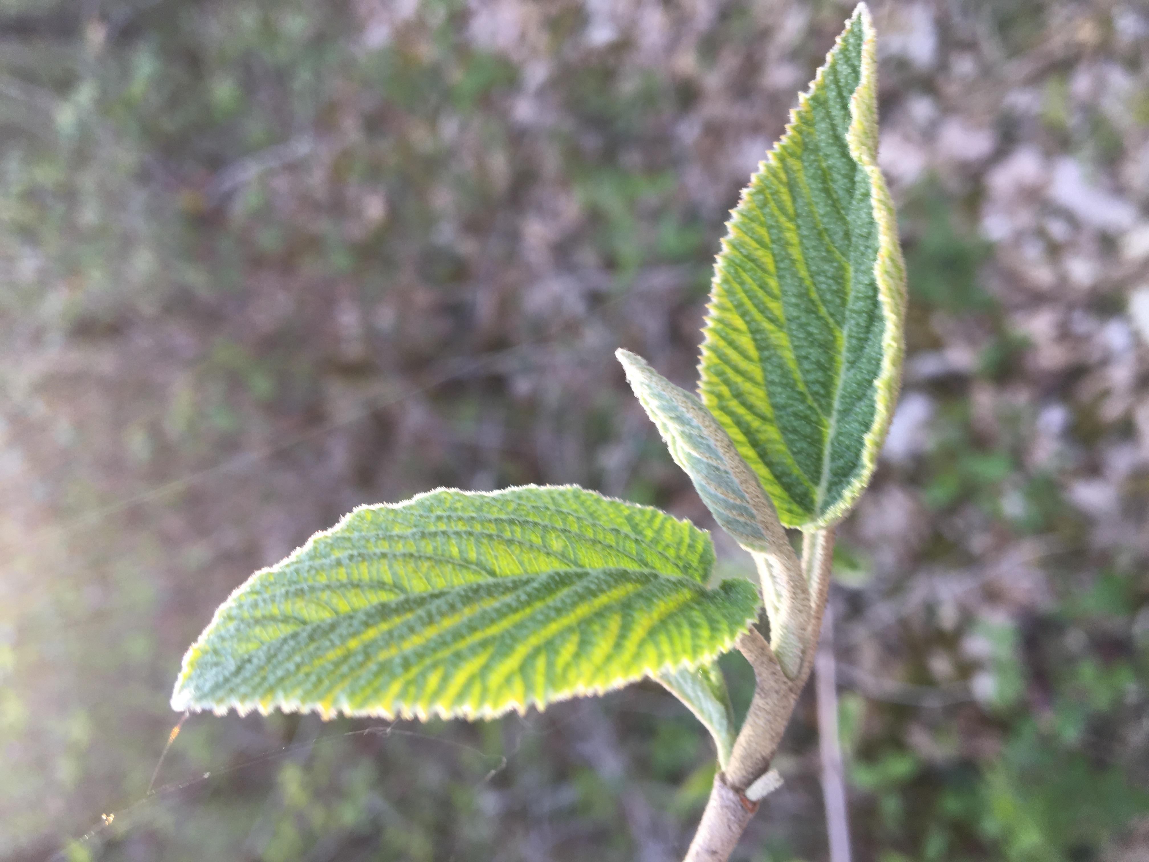 Decouvrez la distillation Biologisches Knospenmazerat Lantana-Horne 100% Bio und Handgemacht