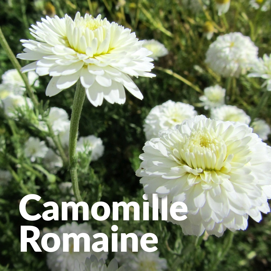 Römische Kamille