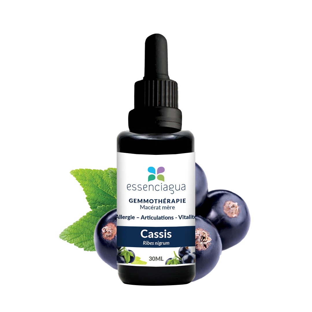 Schwarze Johannisbeere bio Knospenmazerat 100% Bio und Handgemacht