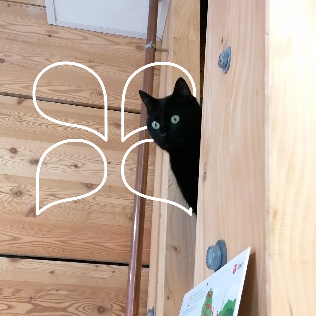 Bio-Hydrolate zur Beruhigung von Katzen ✨🐱
