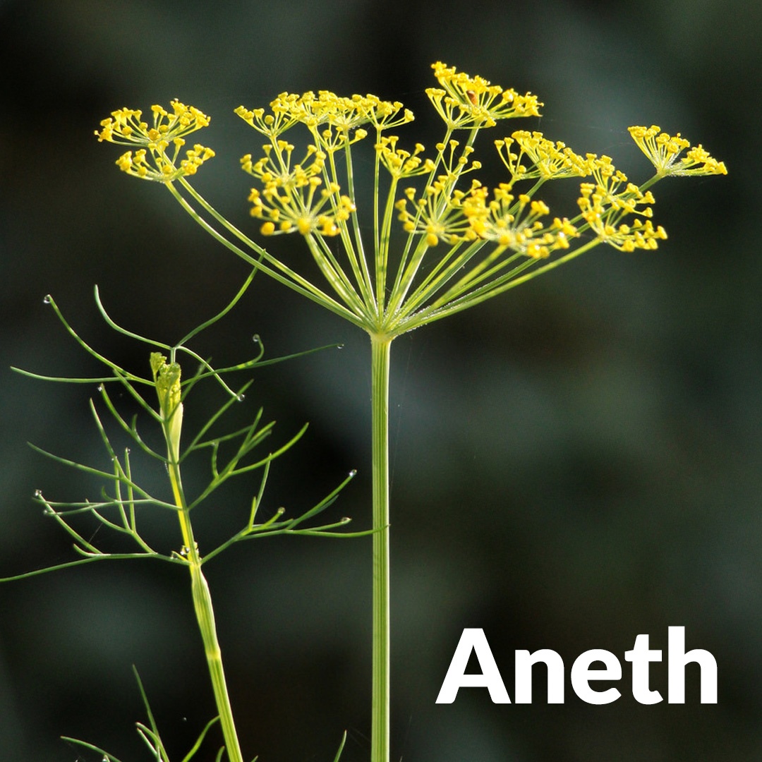 Dill aus Burgund