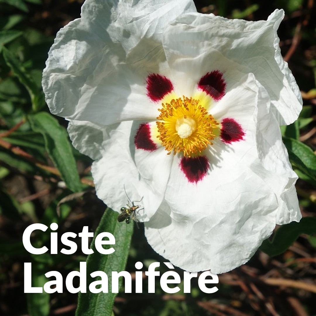 Andalusische Zistrose