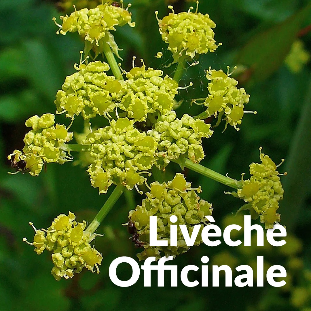 Livêche (Wurzel)