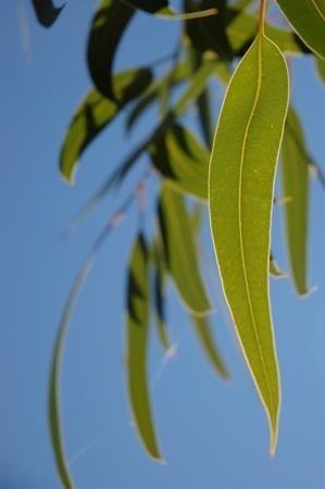 Eukalyptus globulus aus Andalusien — photo 2