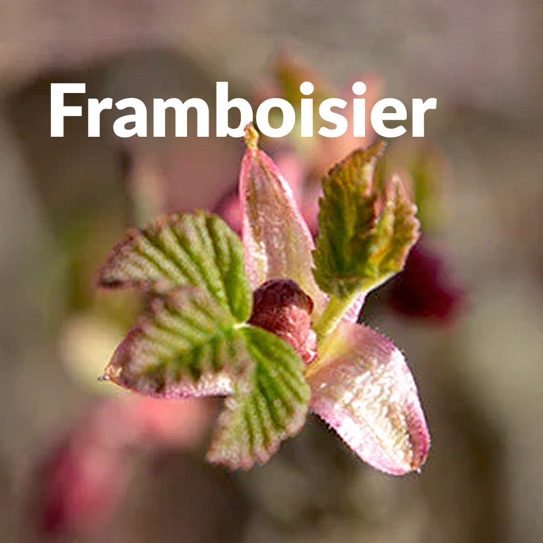 Himbeere (Knospe)