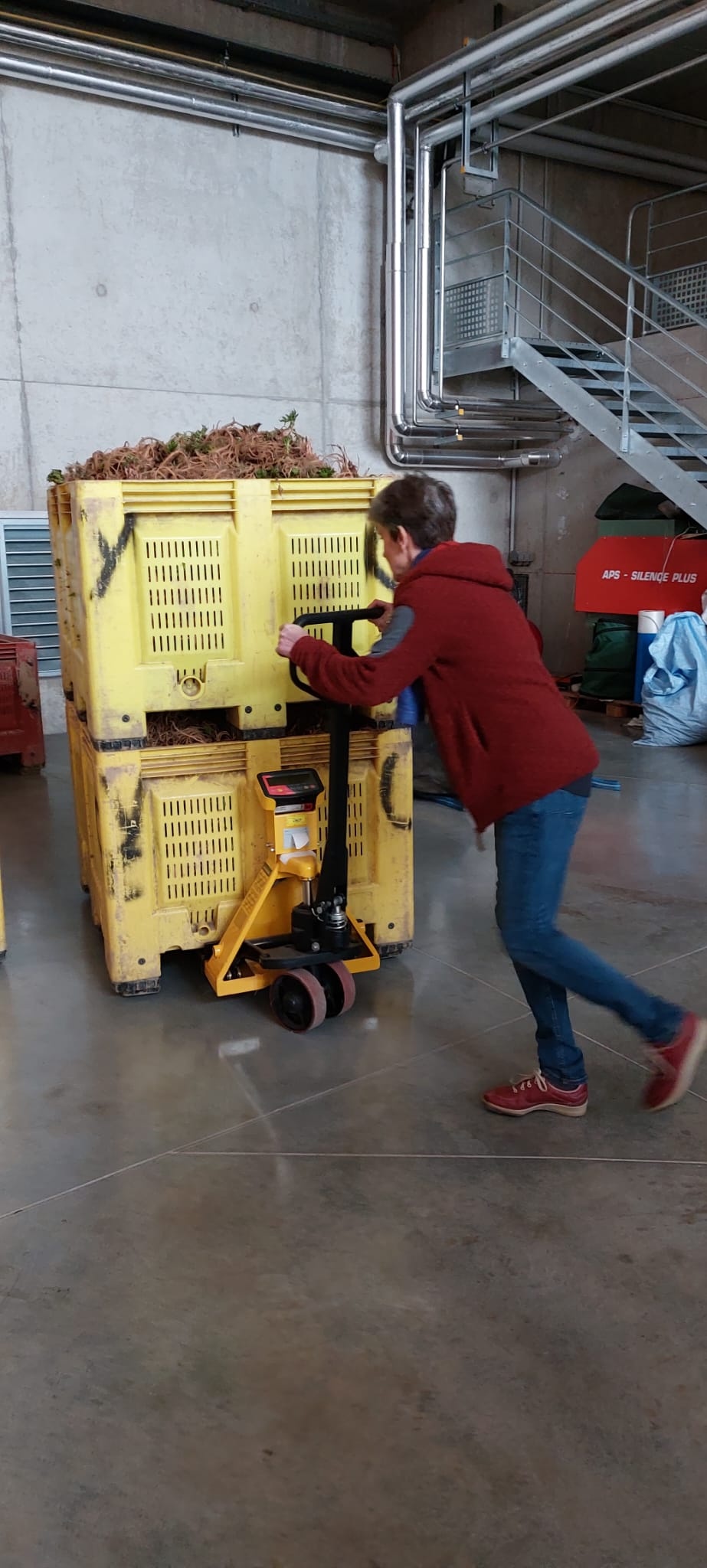 Decouvrez la distillation Angelikawurzel-Hydrolat 100% Bio und handwerklich hergestellt
