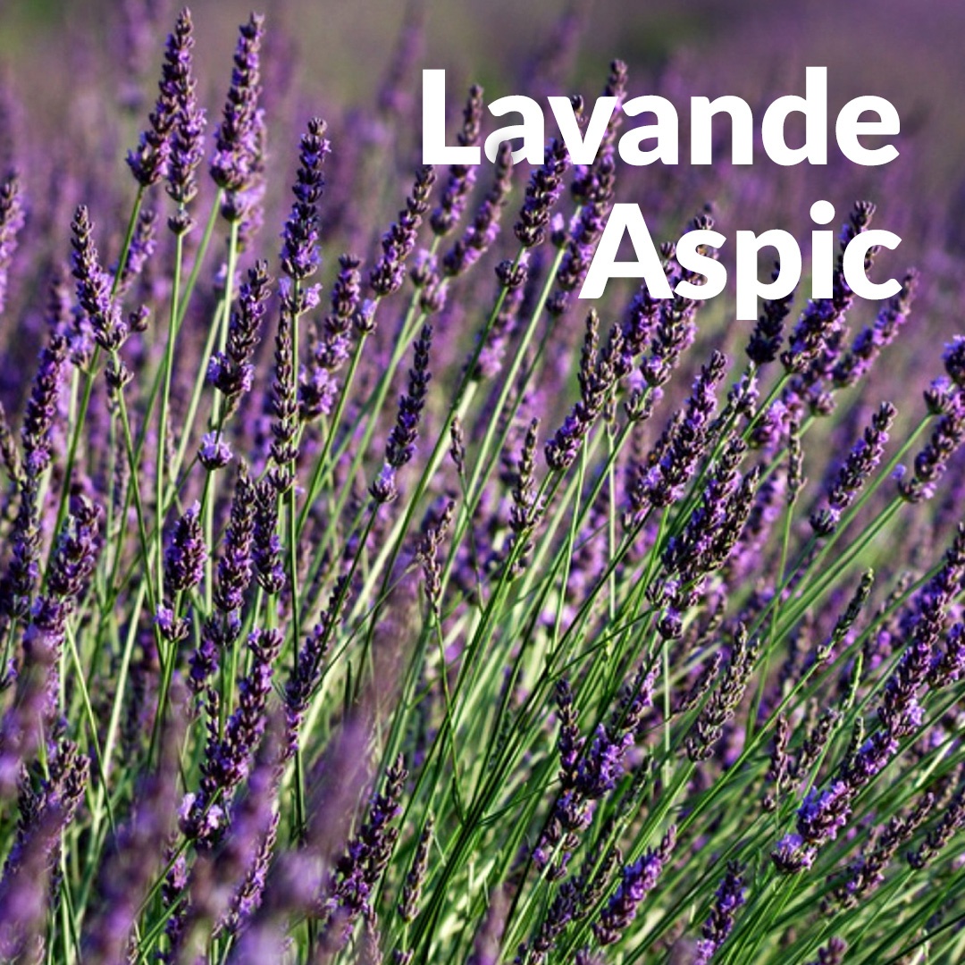 Aspischer Lavendel