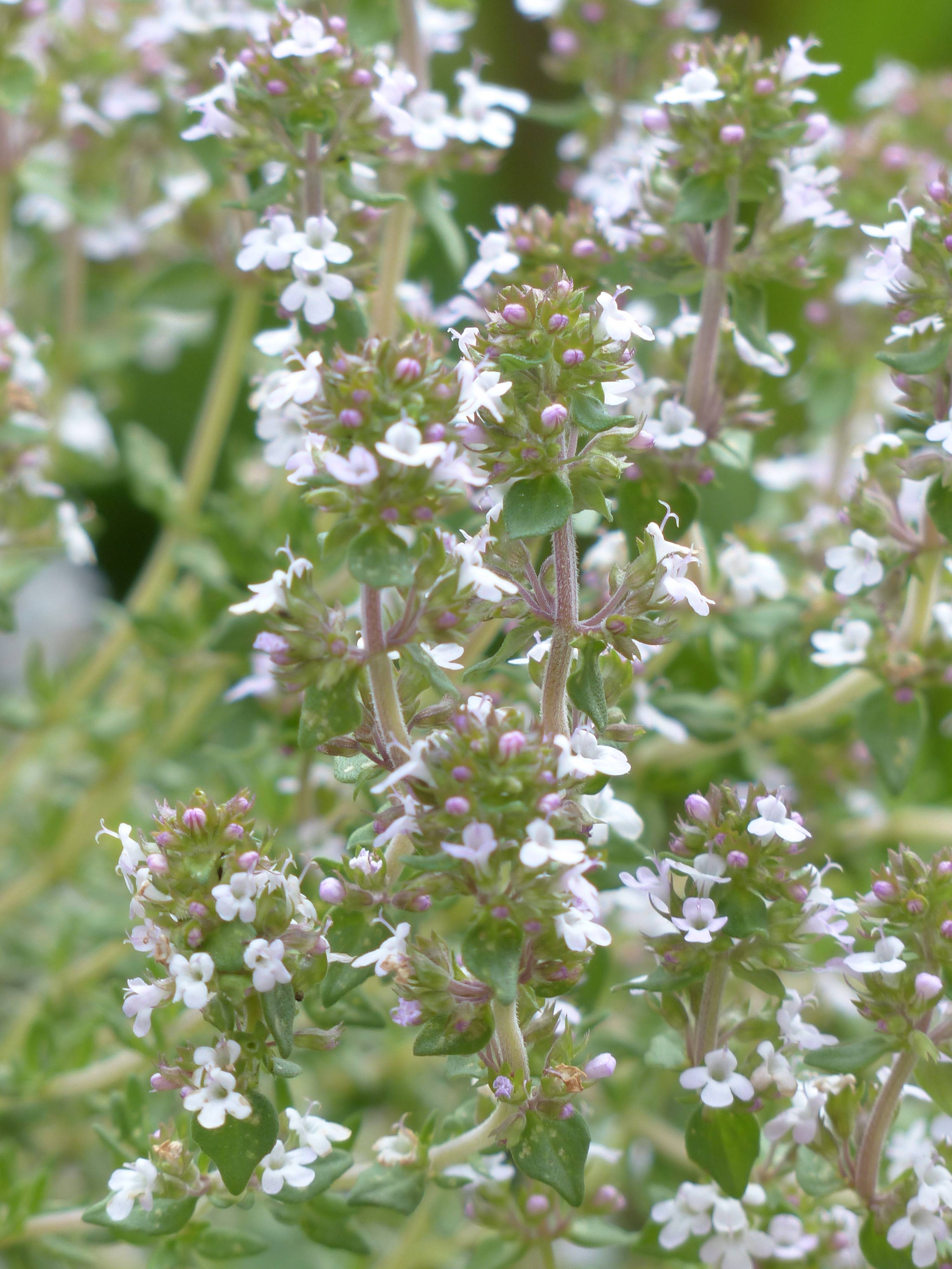 Wilder Thujanol-Thymian — photo 2